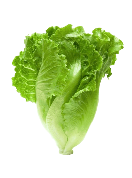 Lettuce